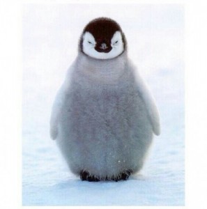 Создать мем: пингвиненок, penguen, пингвинчик