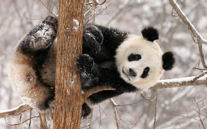 Создать мем: панда большая, панда зимой, панда животное