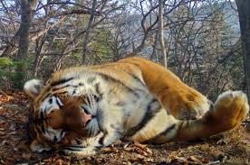 Create meme: tiger, Siberian tiger, the Amur tiger