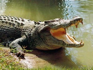Создать мем: крокодил, огромный крокодил, гребнистый крокодил в австралии