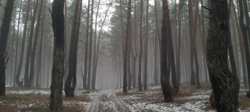 Create meme: forest , forest forest, forest fog