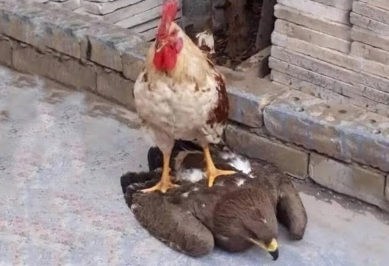 Create meme: funny chicken, chicken cock , bird cock 
