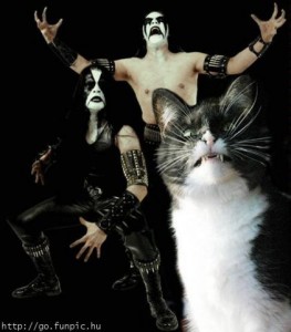 Create meme: my cat, the cat, metalhead