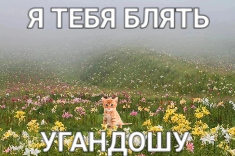 Create meme: The cat in daisies, cat , seals in summer