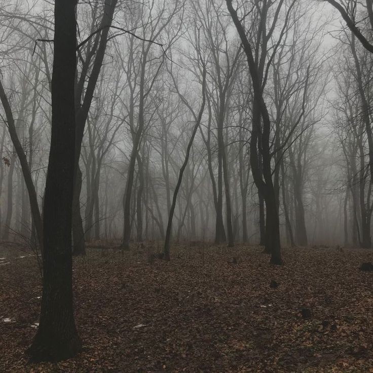 Create meme: grey forest, dark forest, forest misty
