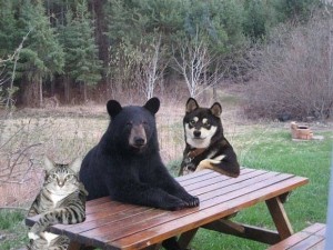 Create meme: wild animals, funny animals, bear
