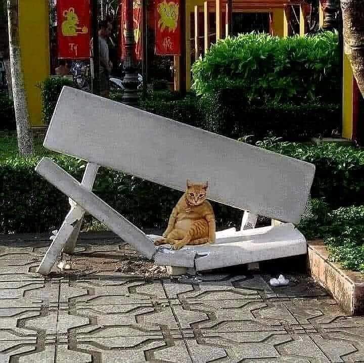 Create meme: The cat on the bench, cat humor, cat funny 