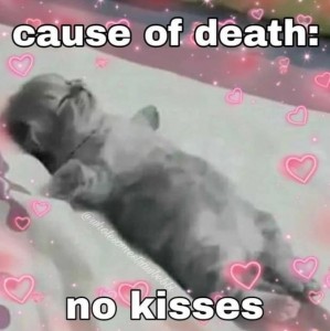Создать мем: спящий котенок, правда что симба мёртв, милые котики