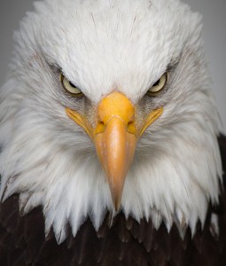 Создать мем: птицы фотографии, белоголовый орел анфас, взгляд орла