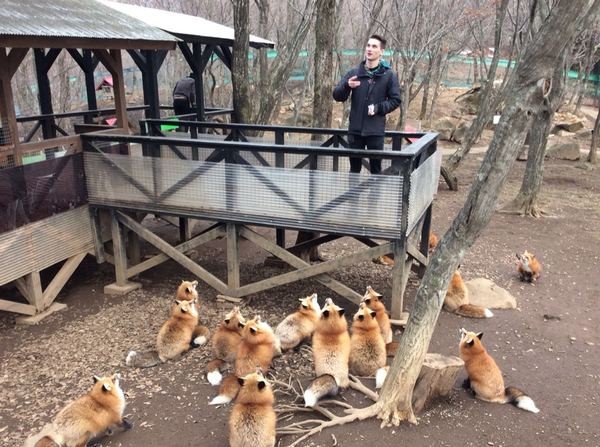 Создать мем: животные животные, лиса лиса, лисий зоопарк в японии