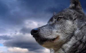 Создать мем: красивый волк, одинокий волк, волк морда