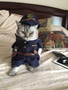 Создать мем: кот модник, кот полицейский картинки, кошка в костюме полицейского
