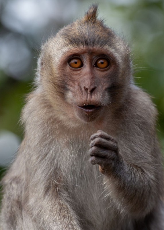 Create meme: monkey , monkey , macaque monkey