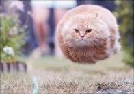 Create meme: flying cat, flying cat meme, round seals