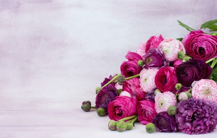 Create meme: ranunculus and peonies, ranunculus picoti mix, ranunculus magenta