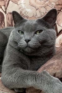 Создать мем: британский короткошерстный кот синиц, кошка британская, порода русская голубая