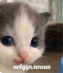 Create meme: cat, the cat is crying