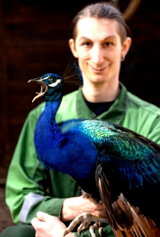 Create meme: peacock bird, Romanenko, peacock 
