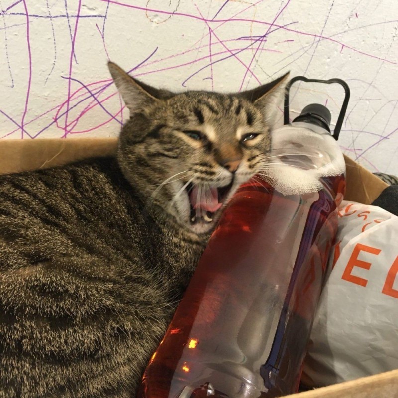 Create meme: the cat is an alcoholic, cat, cat 