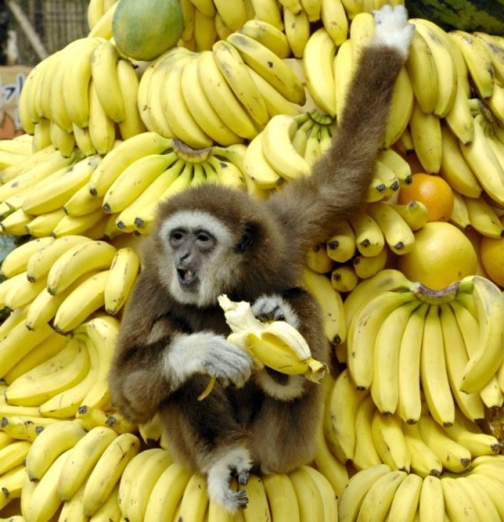 Создать мем: банановый рай, было у одного обезьяна бананы, макака с бананом