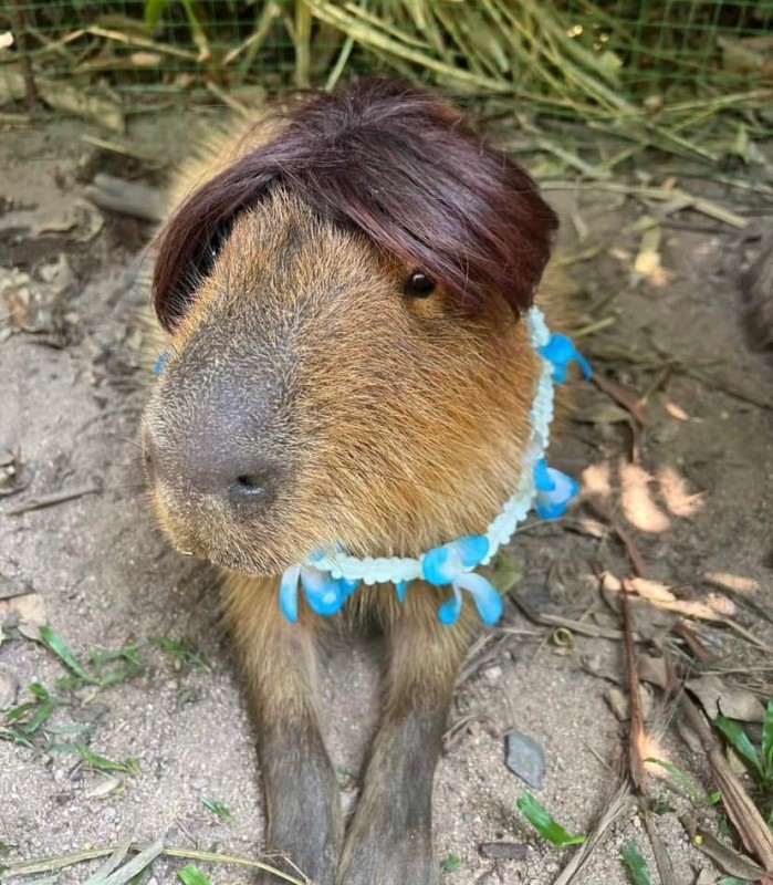 Create meme: a pet capybara, dwarf capybara, Capybara is a pet