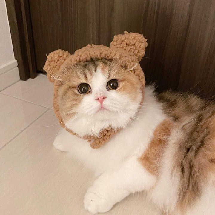 Create meme: cute cats, cute cats in hats, cat 