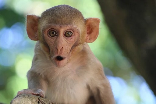 Create meme: wild monkey , monkey, macaque monkey