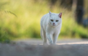 Создать мем: белый кот на природе фото, белый кот, ванская кошка