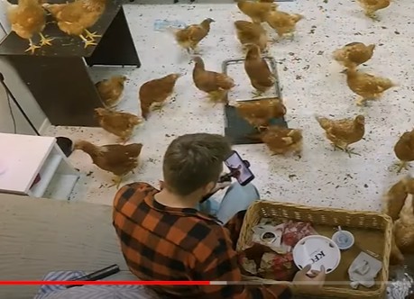 Create meme: chicken farm, laying hens, kuchinsky chickens