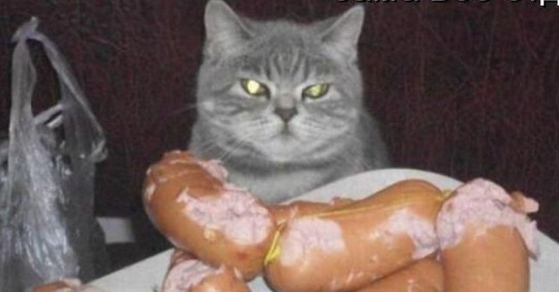 Create meme: cat sausage , cat sausage in your pocket, cat 