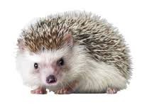Create meme: little hedgehog, white hedgehog, hedgehog hedgehogs
