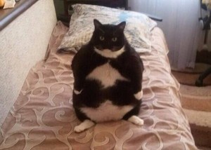 Create meme: fat cat , fatcat , come to the mirror, need to lose weight go to the refrigerator we must eat