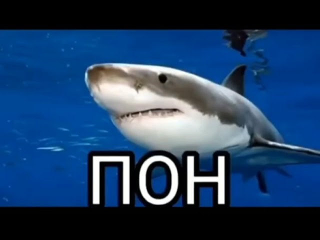 Создать мем: акула мем, пон акула, акула акула