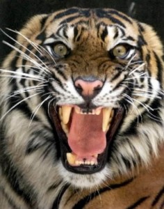 Create meme: endangered animals, tiger island, big cat