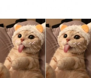 Создать мем: эмоциональный кот, милые котики в шапочках, мем милый котик
