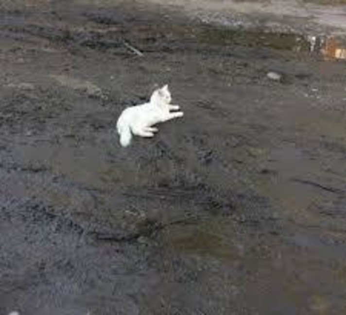 Create meme: white cat , white cat , white cat in the mud