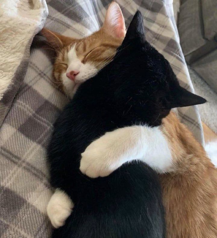 Create meme: cats hugging, sick cats hug, Cats are a sweet couple