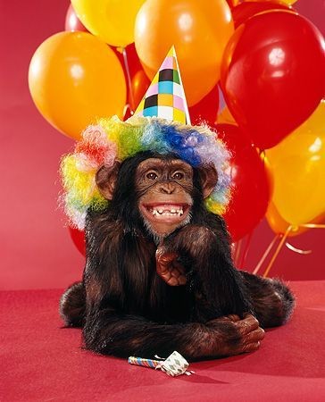 Create meme: Happy birthday monkey