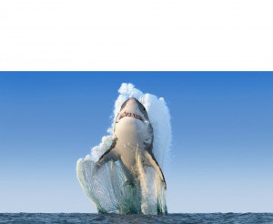 Create meme: shark, photo of the year by the national geographic shark, shark vertical picture