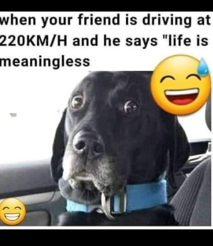 Create meme: labrador dogs, dog, dog funny