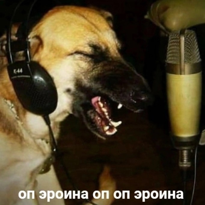 Create meme: a dog with a microphone, dog in headphones, dog neighs meme