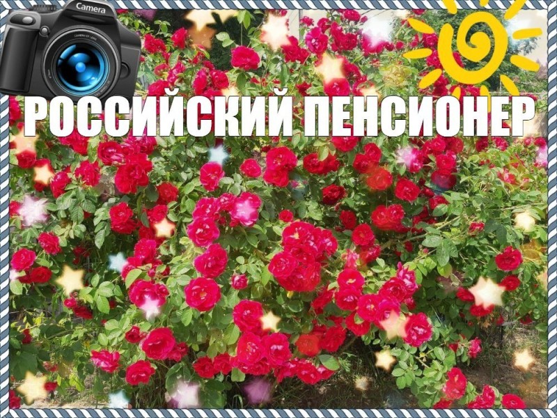 Создать мем: розовые цветы, цветочная, красивые розы
