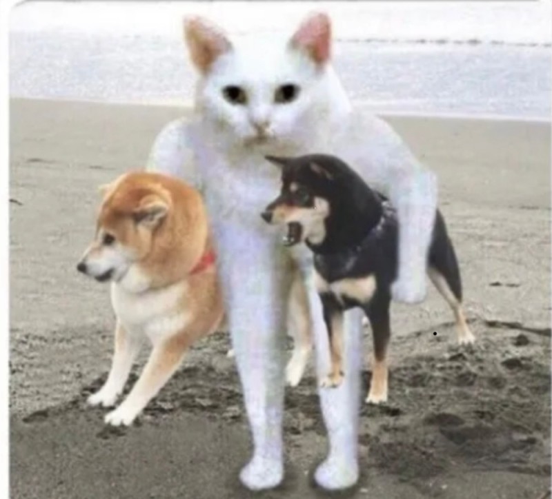 Create meme: jokes with animals dogs and cats with voice acting, akita shiba inu, Shiba inu 