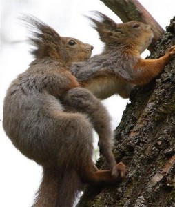 Create meme: a squirrel with a nut, protein, rabid squirrel