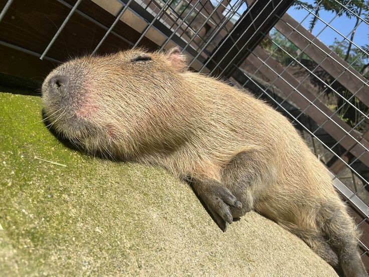 Create meme: Vdovenko capybara, a pet capybara, morning capybara
