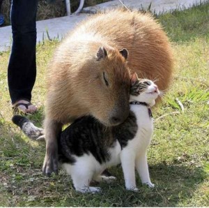 Create meme: the largest rodent is the capybara, capybara pictures, capybara and a cat