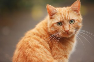 Создать мем: кот, кошка рыжая, красивый рыжий кот