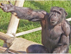 Создать мем: самка шимпанзе, обезьяна шимпанзе, обезьяна
