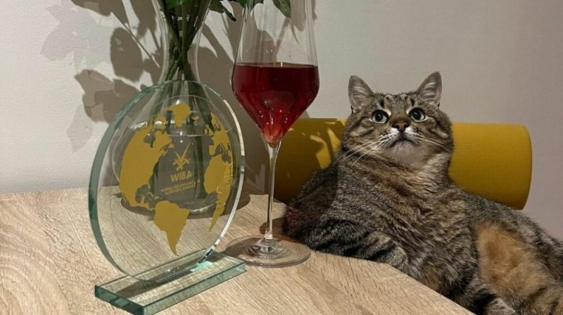 Создать мем: кот степан с бокалом вина обои, кот с вином, кот