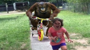 Create meme: people, fun fun, monkey on a bike